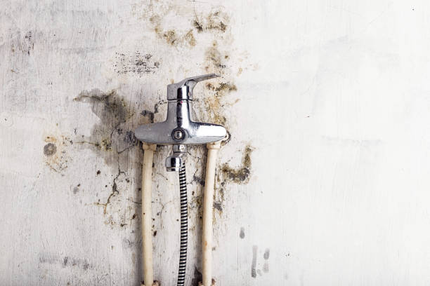 Best Toxic Mold Removal  in Northlakes, NC