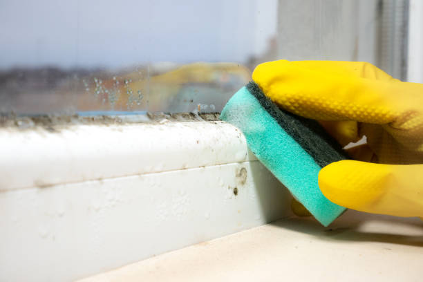 Best Crawl Space Mold Removal  in Northlakes, NC