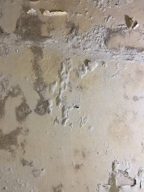 Best Home Mold Removal  in Northlakes, NC