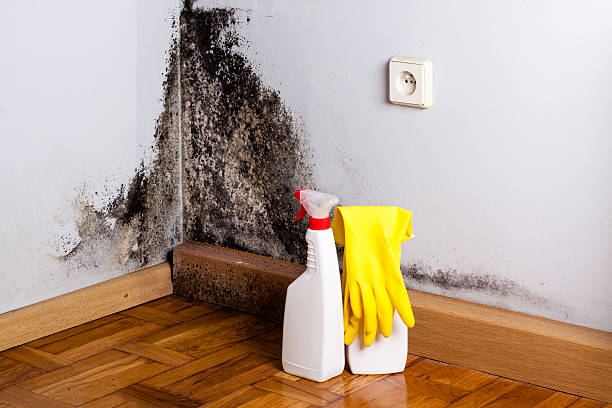 Best Attic Mold Removal  in Northlakes, NC