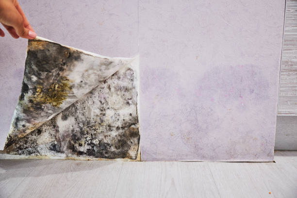 Best Office Mold Removal Services  in Northlakes, NC